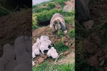 Bunny and cute baby rabbit beautiful moment #rabbit #short #trendingshorts