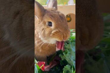 Rabbits eat various types of fresh vegetables#shorts #shortvideo #rabbit #cute #bunny #kelinci