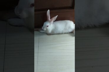 #cute #rabbit #sleep #shorts  #shortvideo