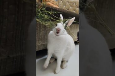 Bunny Tales | Eating Grass #cute #rabbit #animals #bunny #cuteanimal