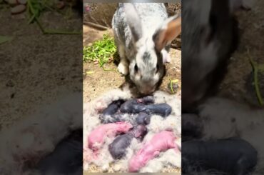 Cute baby bunnies#bunny #rabbit