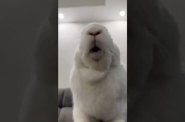 His little mouth feels very good  #animal #bunny #petrabbit #cute #rabbit #pets #smallpet