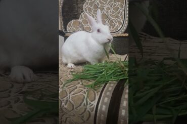 #rabbit #bunny #vegetables #cutebunny #pets #mybunny #pet #animal #cute #mycuterabbit #yshorts