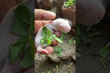 Found cute baby rabbit