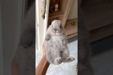 SO TINY #mybunny #petrabbit #bunny #mycuterabbit #cuteanimal #cute #cutebunny #pets #cutepet