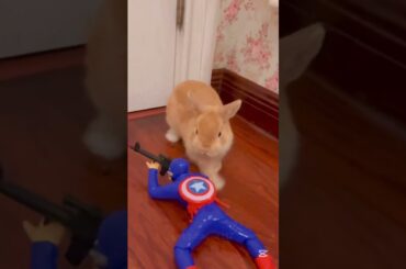 So Cute Adorable Rabbits #amazing #rabbit #bunny #cutebunny #pets #animals #shorts