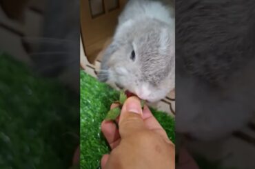 Makan strawbery biar cenghar cuenah #cute #rabbit #pets #kelinci