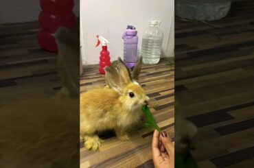 #rabbit #bunny #funny #funnyanimals #pet #cute #cutebaby #animal #fyp #viralvideo #viralreels #video