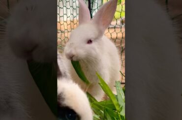 Lovely cute rabbit #cute #yummy #rabbit #rabbits #lovely #love #shortvideo #short #shorts #top