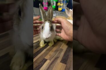 #rabbit #bunny #funny #funnyanimals #pet #cute #cutebaby #animal #fyp #viralvideo #viralreels #video