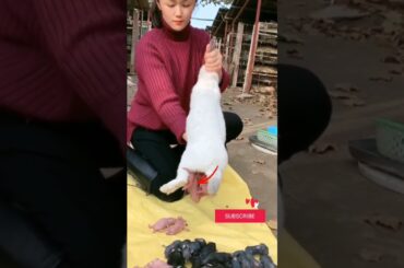 Beautiful cute baby  rabbit #animal #trending #shorts #bunny