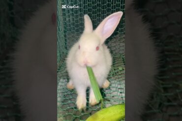 Cute Rabbit Eating Food #cute #yummy #rabbit #rabbits #lovely #love #shortvideo #short #shorts #top