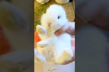 Pretty little baby #cutebunny #mycuterabbit #cute #rabbit #bunny