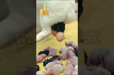 Wow rabbit Nicely done video #rabbitfarming #cute #animals #viralshort