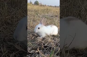 videos rabbits #shorts G:168J [field rabbits]