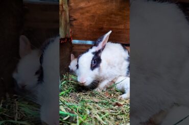 Baby bunnies drinking milk - Rabbit sound