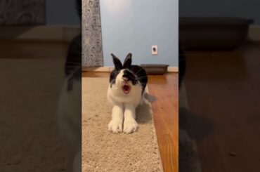 Looking So Cute When Rabbits is Yawing #amazing #rabbit #bunny #cutebunny #pets #animals #shorts