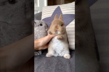MAXIMUM ADORABLENESS #mybunny #petrabbit #bunny #mycuterabbit #cuteanimal #cute #cutebunny #pets