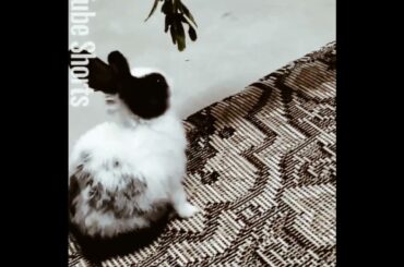 "Cute Bunny Chiku Eating Grass | Relaxing Rabbit Moments #shorts"