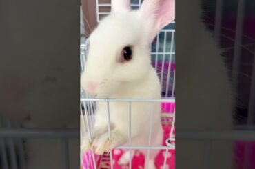 #rabbit #pets #cute #bunny #cutebaby