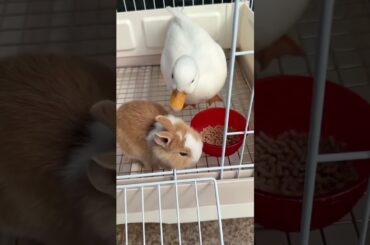 Anger Rabbits thumping Legs #amazing #rabbit #bunny #cutebunny #pets #animals #shorts