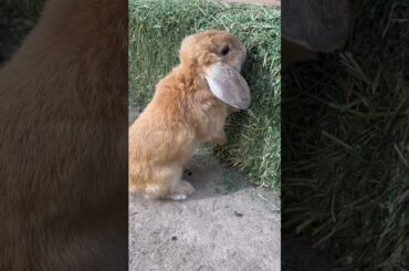 Favorite food? #youtubeshorts #bunny #funny #eating #cute #favoritefood #children #bunnies #pets