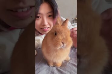Angry Rabbits angry Moments #amazing #rabbit #bunny #cutebunny #pets #animals #shorts