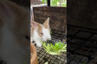 Nyam nyam Cute #baby #cute #cutebaby #aniamls #rabbit