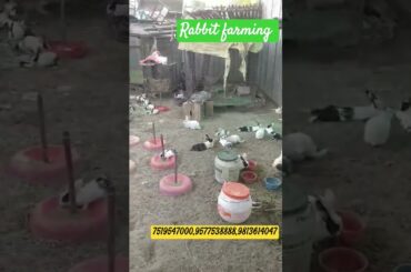 Cute Rabbit Farming Tips (How to Raise a Happy Bunny)