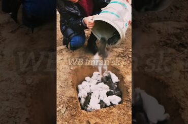 cute baby rabbit respect amazing moment #shortsfeed #rabbit #trending