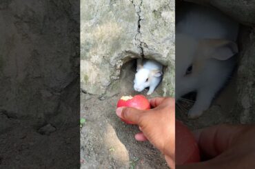 Cute Rabbit Baby #bunny #rabbit #pets #shorts