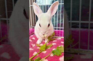 #rabbit #cute #mycuterabbit #bunny #pets
