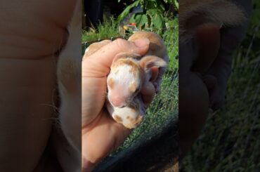 My First Reza!!!!! #rabbit #rabbitlife #bunny #bunnies #bunnylove #bunnylife #cuteanimals #cute