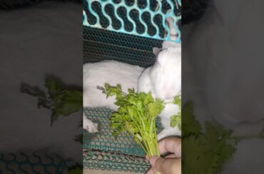 #corianderleafeatingrabbit#bunny #rkpetrabbit#cute #cutebunny #pet #viralvideo