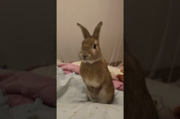 Crazy Rabbits Crazy Moments #amazing #rabbit #bunny #pets #animals #cutebunny #shorts