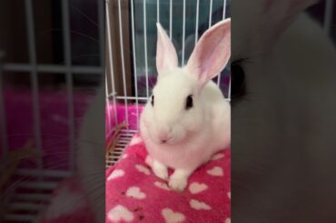 #rabbit #cute #bunny #mycuterabbit #cutebaby #pets
