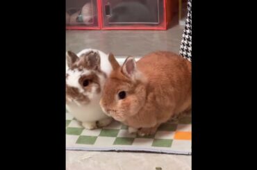 Angry Rabbits #rabbit #amazing #bunny #cutebunny #animals #pets #shorts
