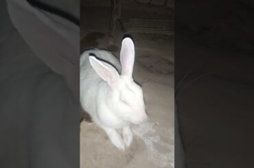 #rabbitcaretips #healthyrabbit #viralvideo #rabbit #cutebunny #smallpet #shortvideo #pet #cute #baby