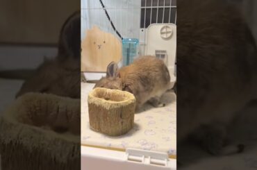 My Rabbits Sometimes kick to Everything #amazing #rabbit #bunny #cutebunny #pets #animals #shorts