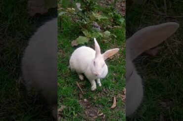 Cute #rabbit #shorts #short #youtubeshorts
