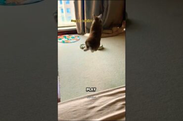 This animal is really super active #rabbit #cute #short #kaylachanel