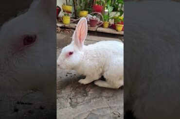 #cute #rabbit#lifeisbutadream#pets#nothingimposibleinthisworld#animals #cuteanimals #youtubeshorts