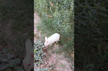 #rabbitmorningwalk #rabbiteatinggreenleaf #viralvideo #shortvideo #bunny #petrabbit #cute #rabbit
