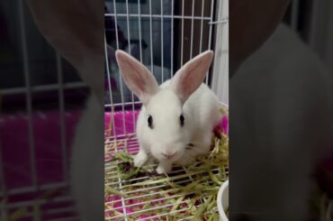 #rabbit #cute #bunny #mycuterabbit #cutebaby #pets #animals