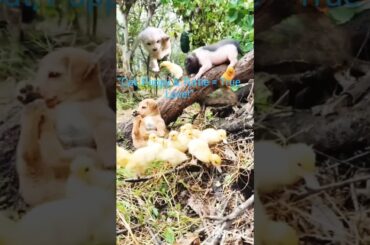 "Cute Baby Animals Playing Together | #Puppy #Chicks #Rabbit #Turtle Fun"