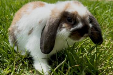 Funny Animals | Cute Rabbit, Ducks, Chickens and Puppy