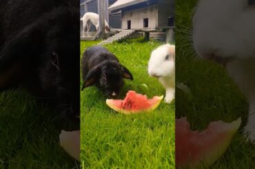 cute rabbit #cute #pets #bunny #cuteanimals #rabbit #mybunny #cuteanimal #pets #petlife #shortvideo