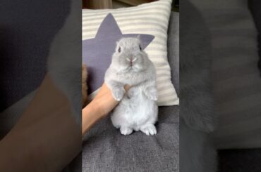 CUTEST SNIFFER IN TOWN #mybunny #pet #bunny #mycuterabbit #petrabbit #cute #rabbit #pets #smallpet