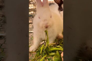 Cute Rabbit #cute #yummy #rabbit #rabbits #lovely #love #shortvideo #short #shorts #top #funny
