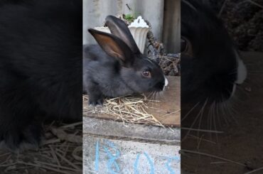 Cute rabbit #shortvideo